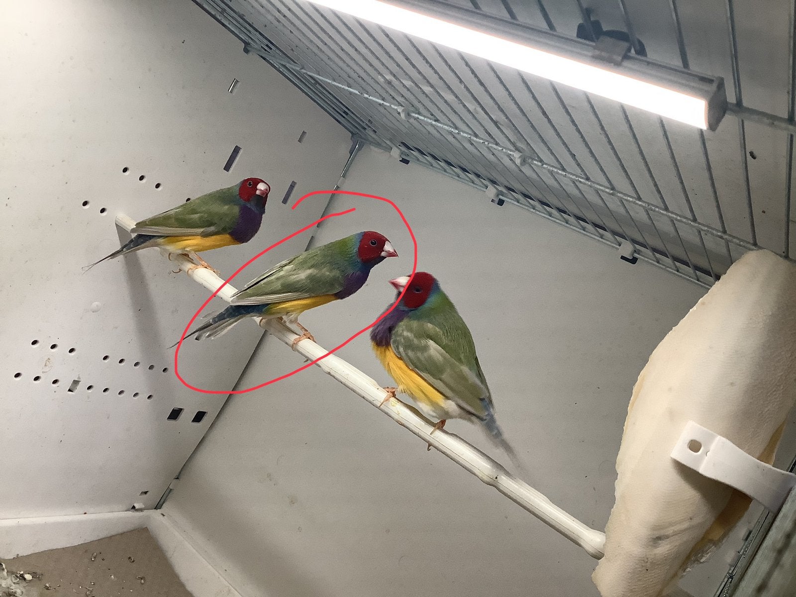 1 man gouldamadine pastel groene, paarsborst, roodkop, Geringd