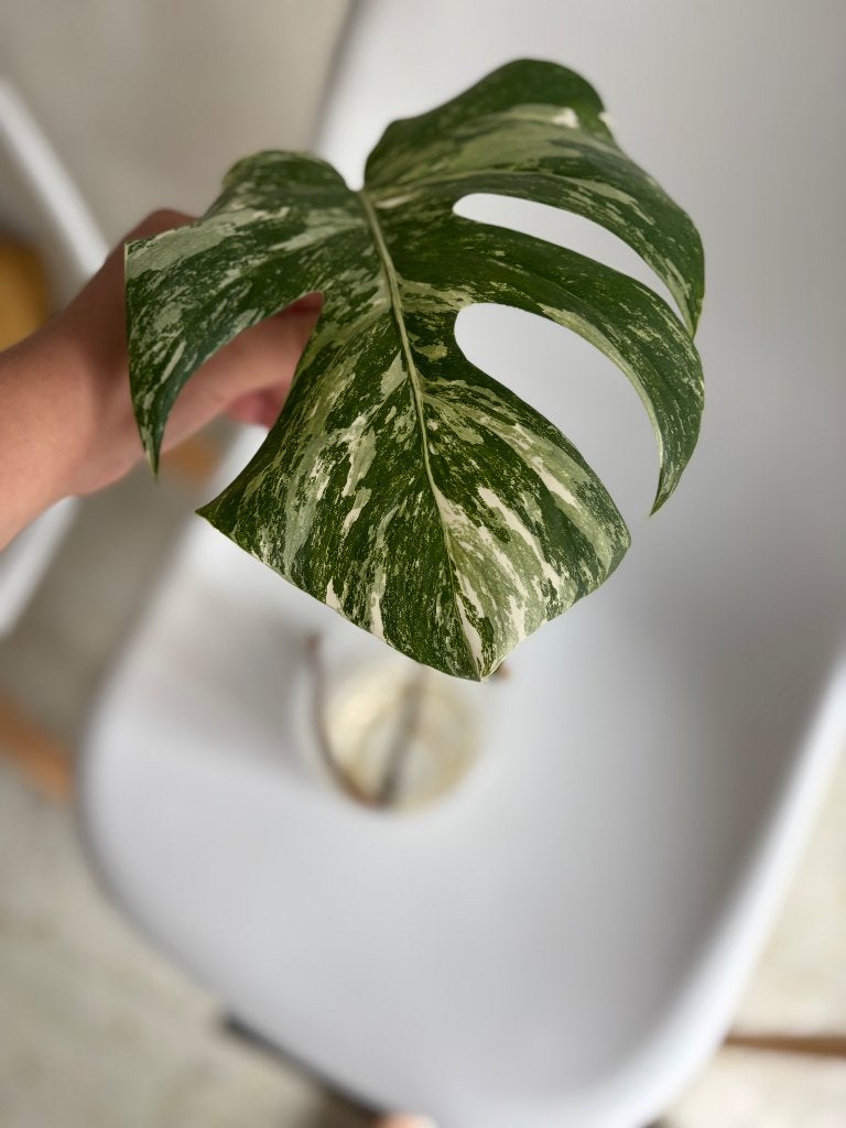 Stek Monstera Variegata, Huis en Inrichting, Kamerplanten, Ophalen, Overige soorten, Halfschaduw, Minder dan 100 cm