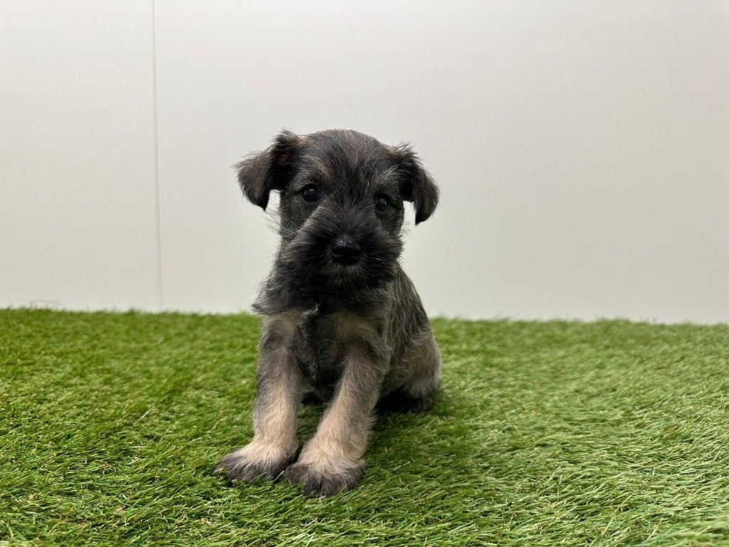 Nestje Dwergschnauzer pups, België, Overige rassen, 8 tot 15 weken, Parvo