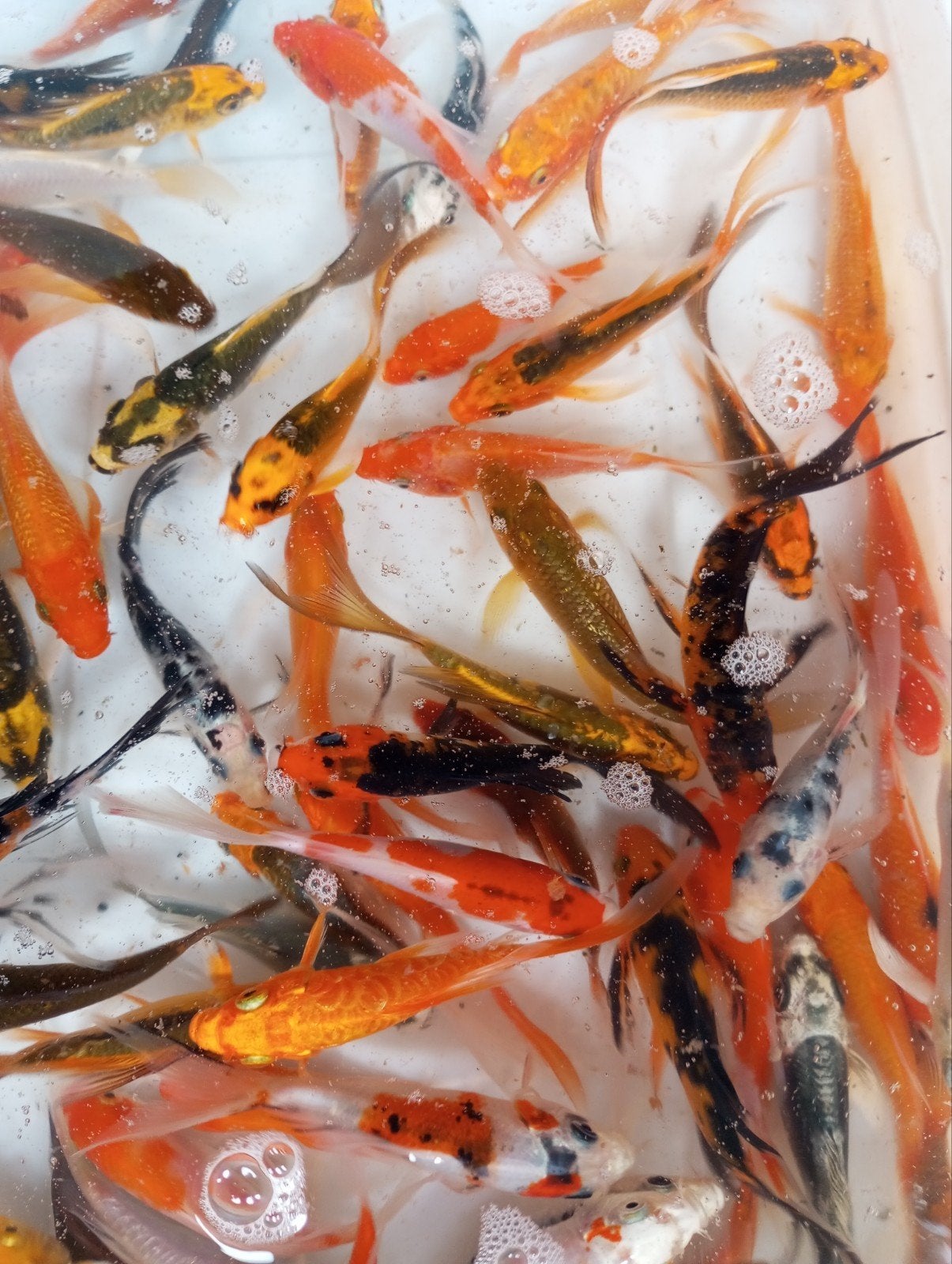 vlinder koi en koi s 10 cm, Ophalen