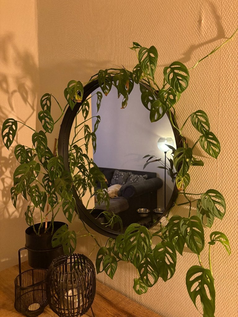 Ronde zwarte spiegel, Huis en Inrichting, Ophalen, Rond, Zo goed als nieuw, Minder dan 100 cm