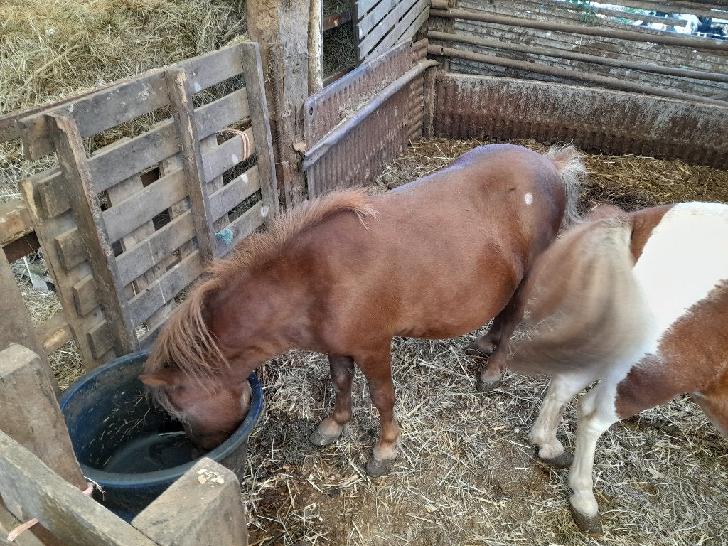 Shetland hengstje 2 jaar, Dieren en Toebehoren, Pony's, Hengst, Niet van toepassing, Ontwormd, 0 tot 2 jaar