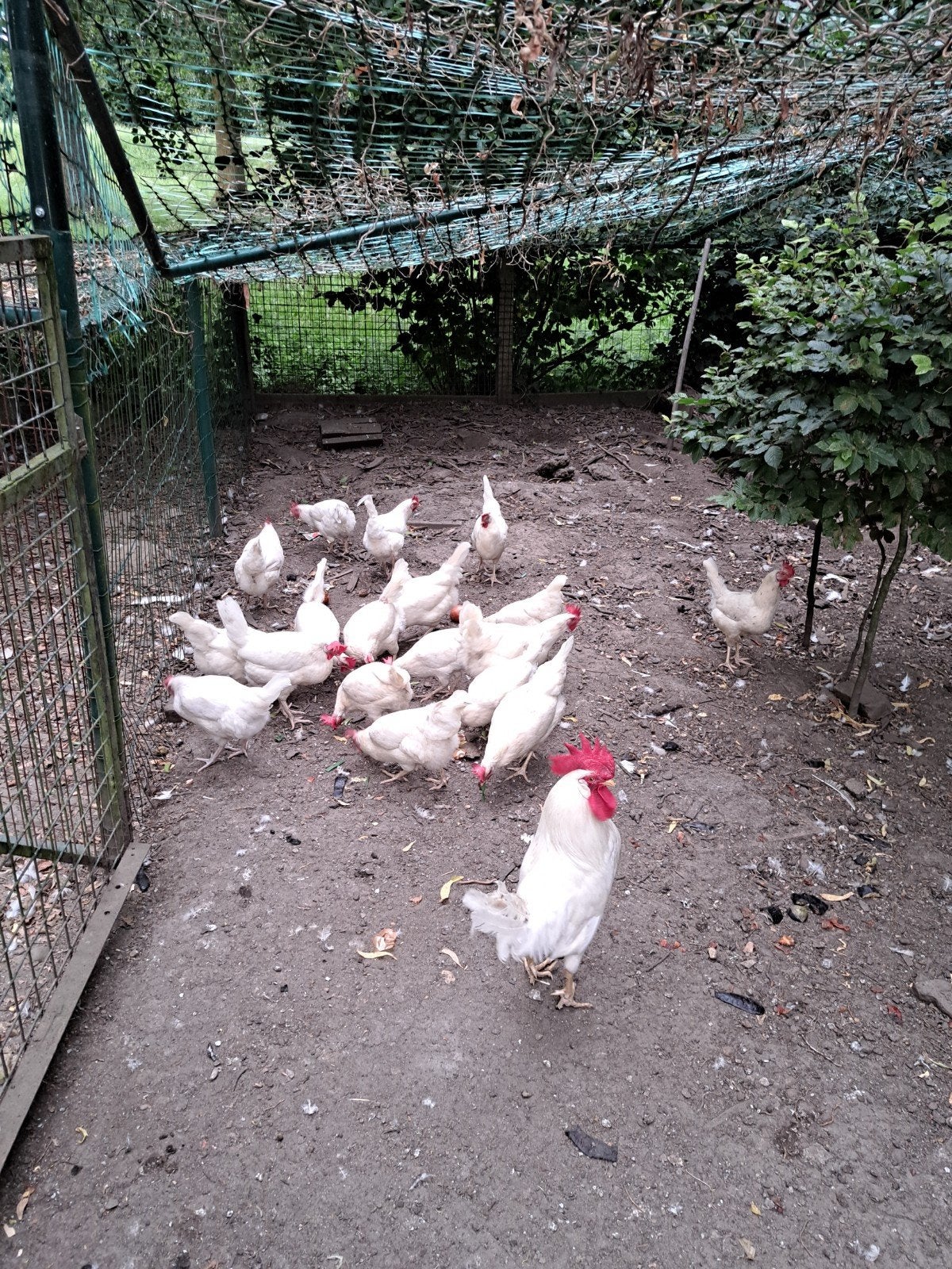Legkippen uit eigen kweek 9maanden oud, Dieren en Toebehoren, Pluimvee