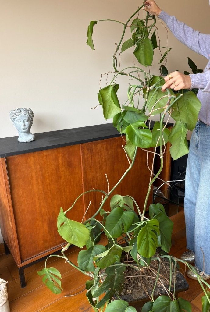 Grande belle plante Monster + vasque en céramique + coupelle, Enlèvement, En pot