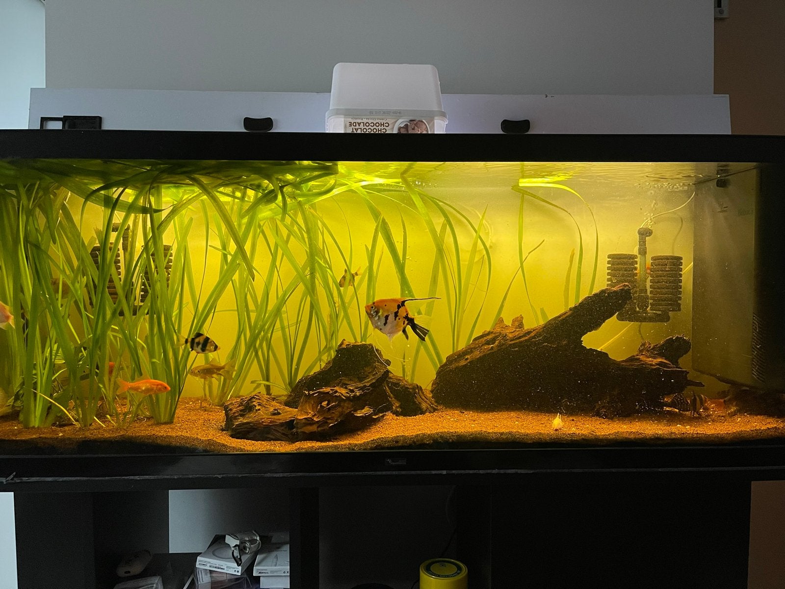 Aquarium 350 liter+  biofilter en kast., Aquatlantis, Aquarium vide, Enlèvement, Utilisé