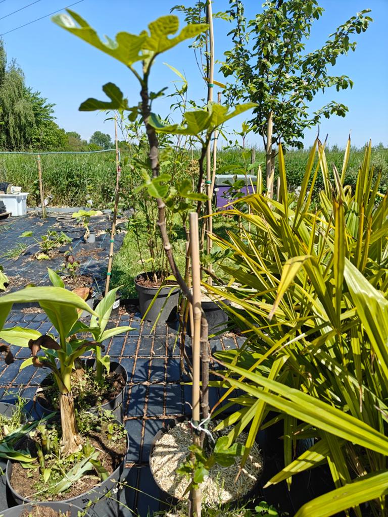 Figuier, Tuin en Terras, Planten | Bomen, Ophalen