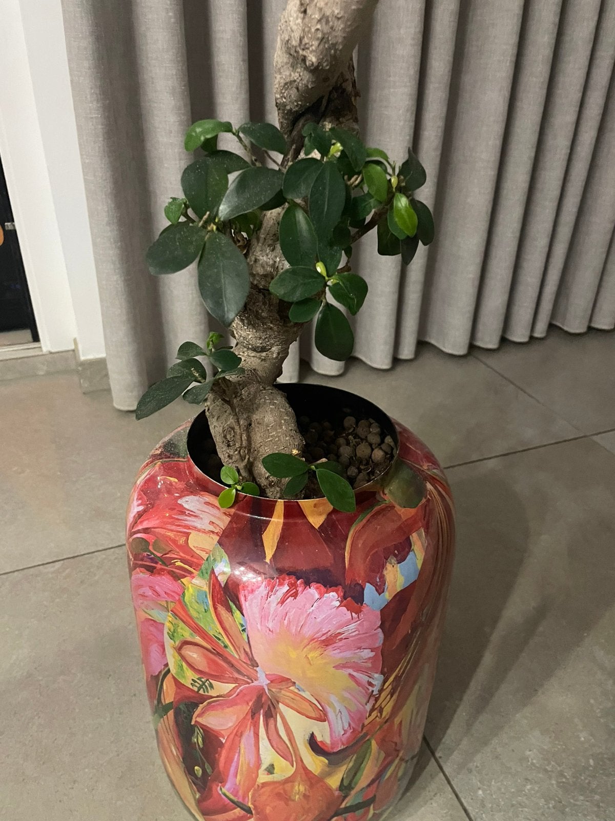 Bloempot merk Lammie +  Ficus Ginseng Bonsai, Enlèvement, Comme neuf
