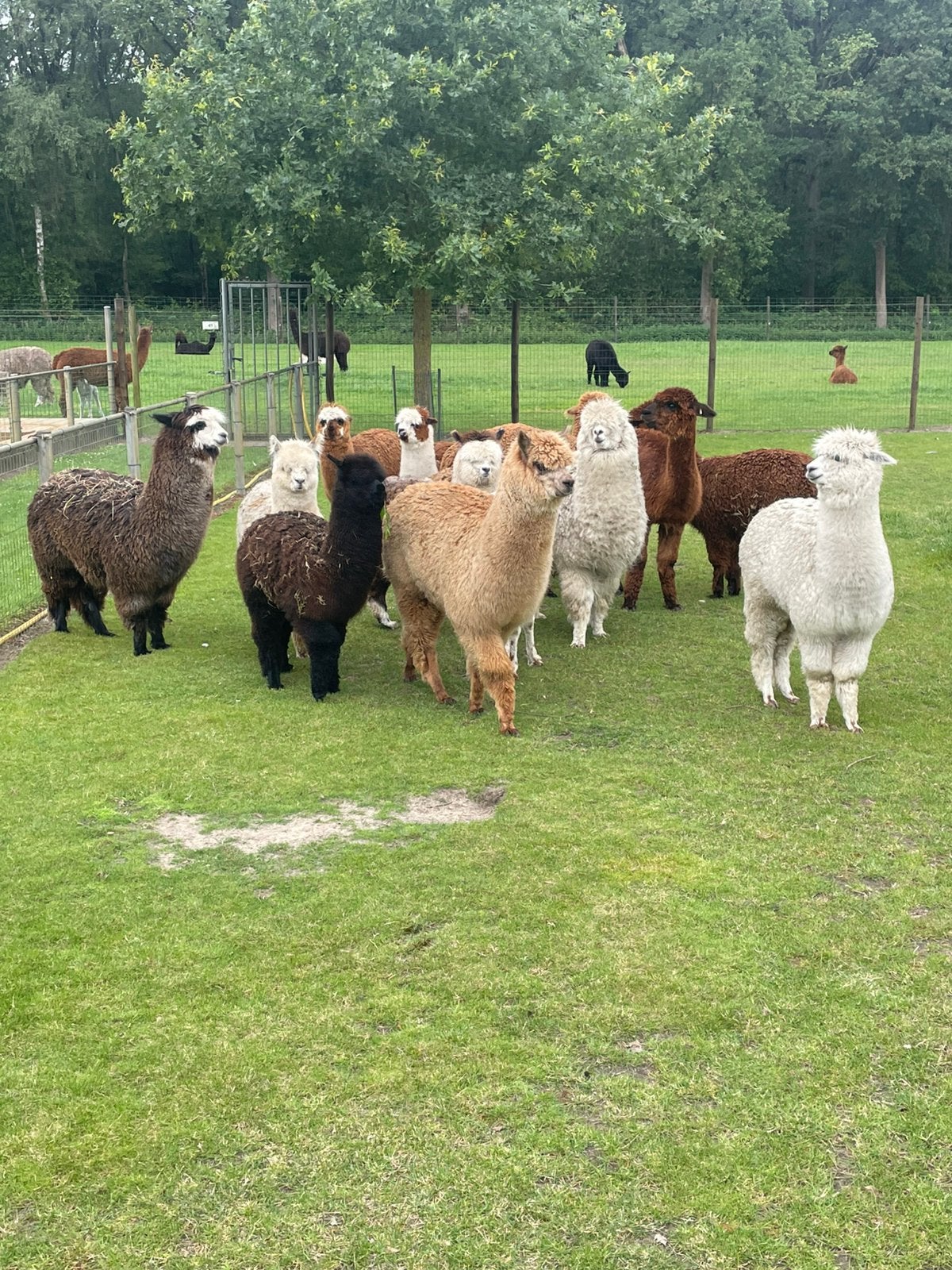Alpaca veulentjes, Plusieurs animaux, 0 à 2 ans