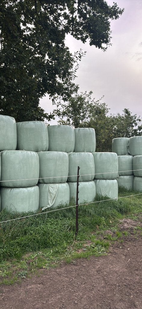 Midibalen hooi te koop, Ophalen, Vee