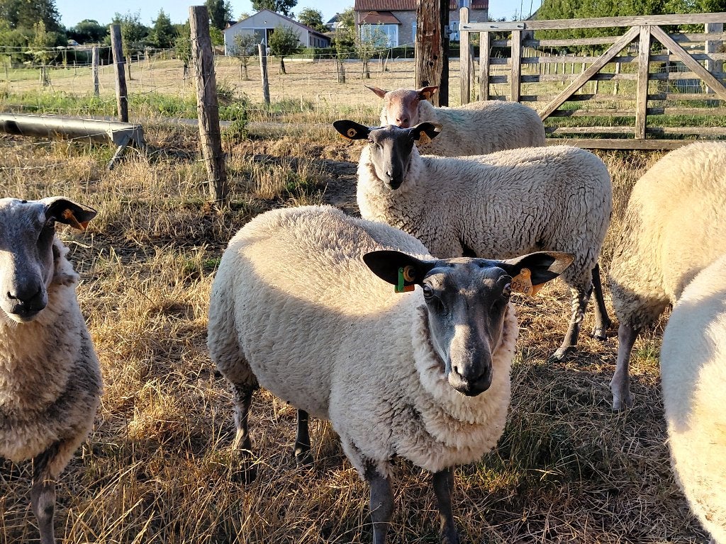Bleu du maine ooilammeren, Dieren en Toebehoren, Vrouwelijk, 0 tot 2 jaar