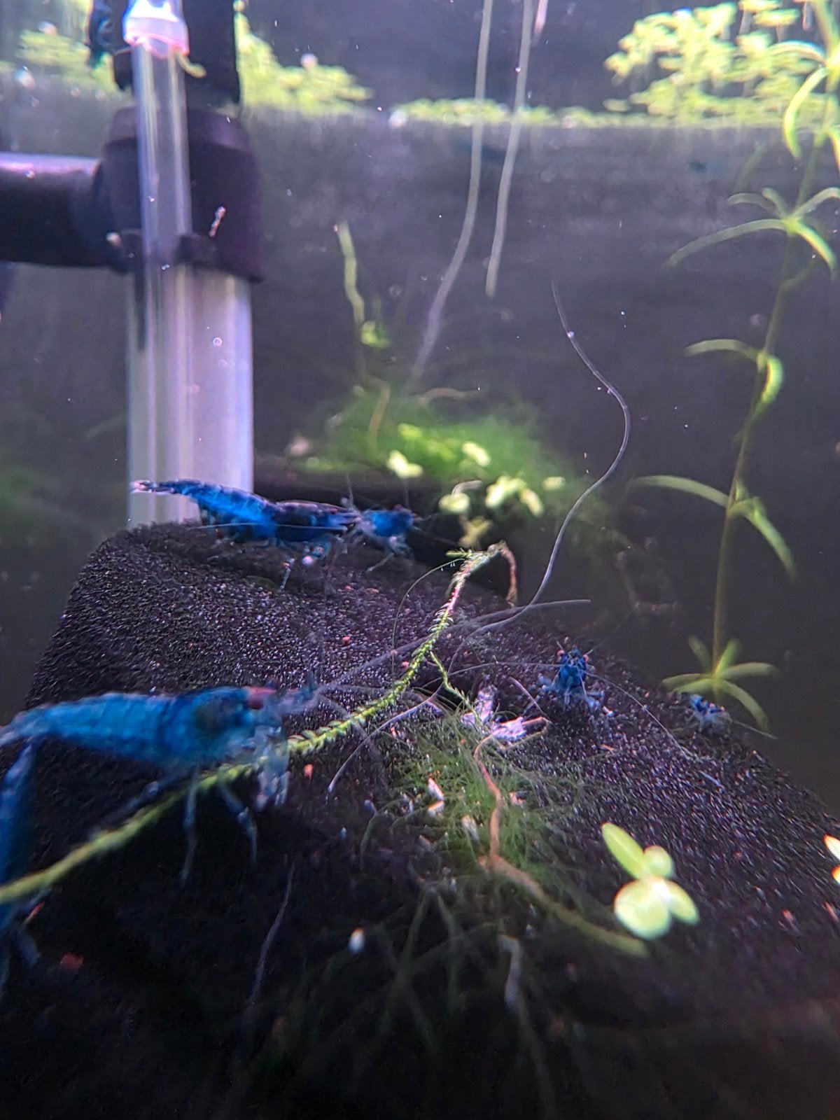 Blue dream garnalen, Animaux & Accessoires, Homard, Crabe ou Crevette, Poisson d'eau douce