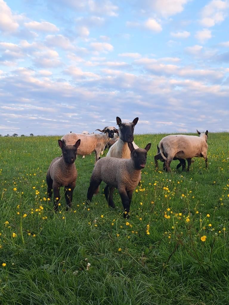 Agneaux Clun Forest, Mâle, Mouton, 0 à 2 ans
