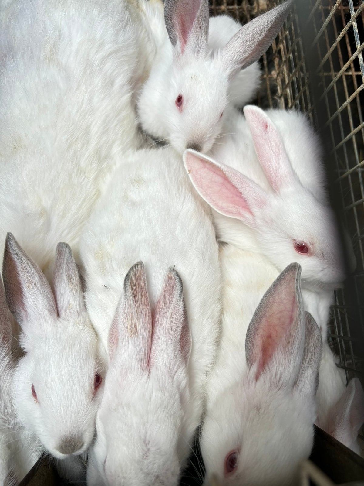 Jeunes lapins à viande