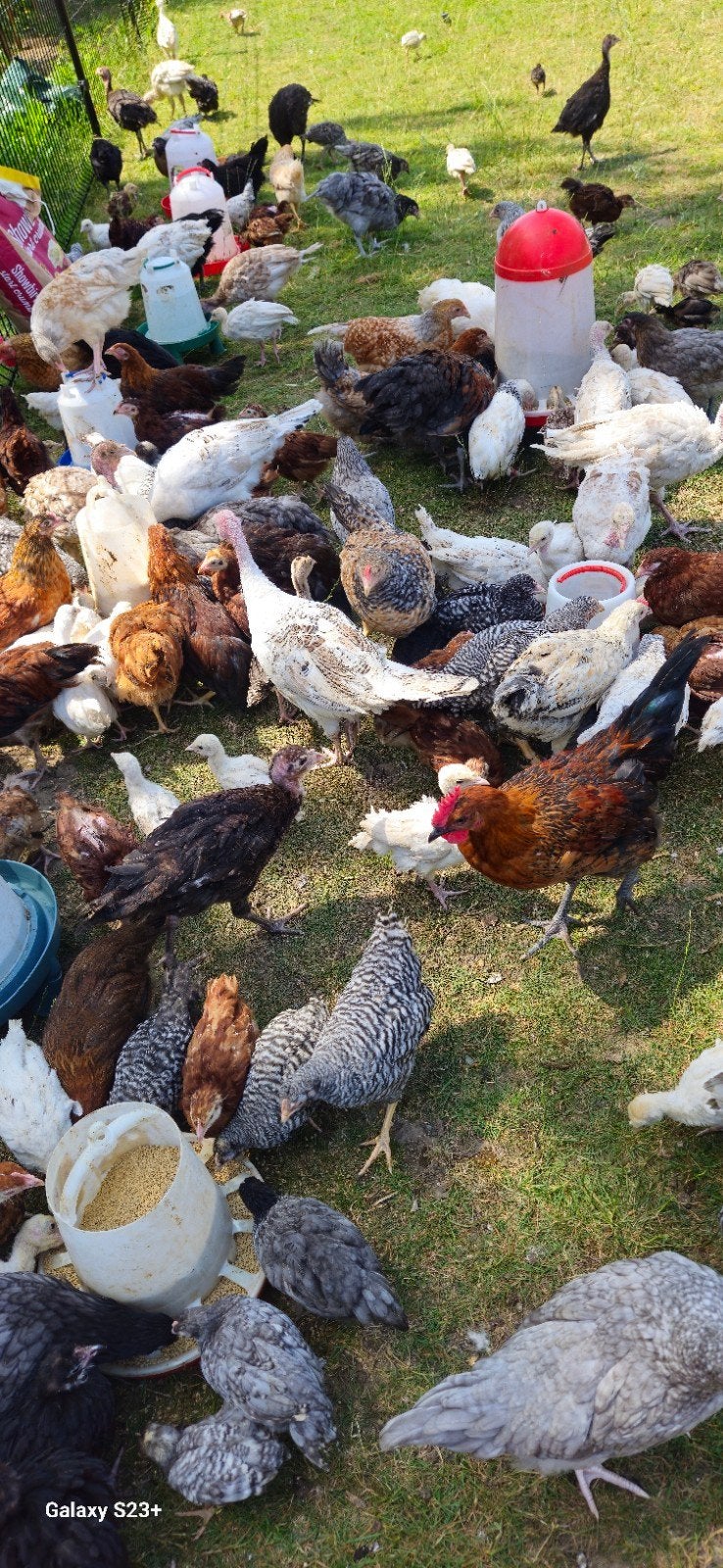 Jonge Kuikentjes van Kippen en Kalkoenen, Dinde