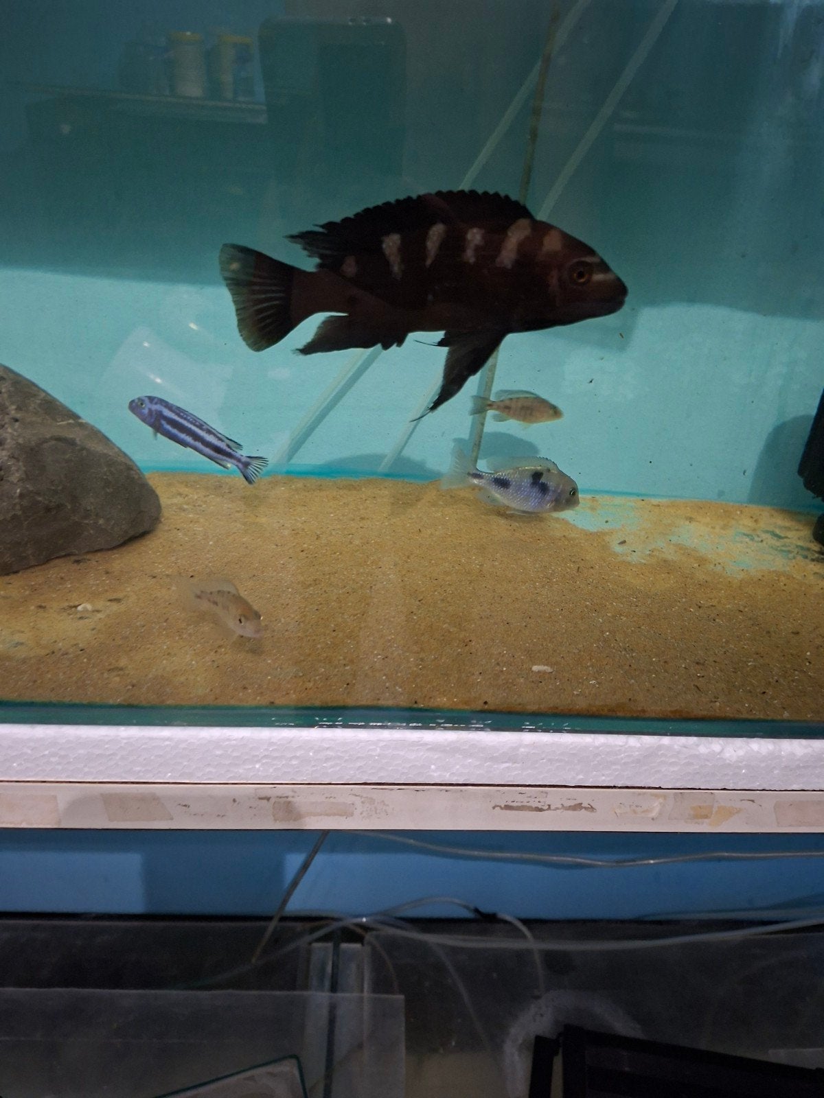 cichlides malawi male pseudotropheus crabo 14 cm