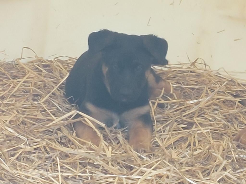 Mechelse  herder pups, Animaux & Accessoires, Chiens | Bergers & Bouviers, Particulier, Maladie de Carré (chiens), 8 à 15 semaines