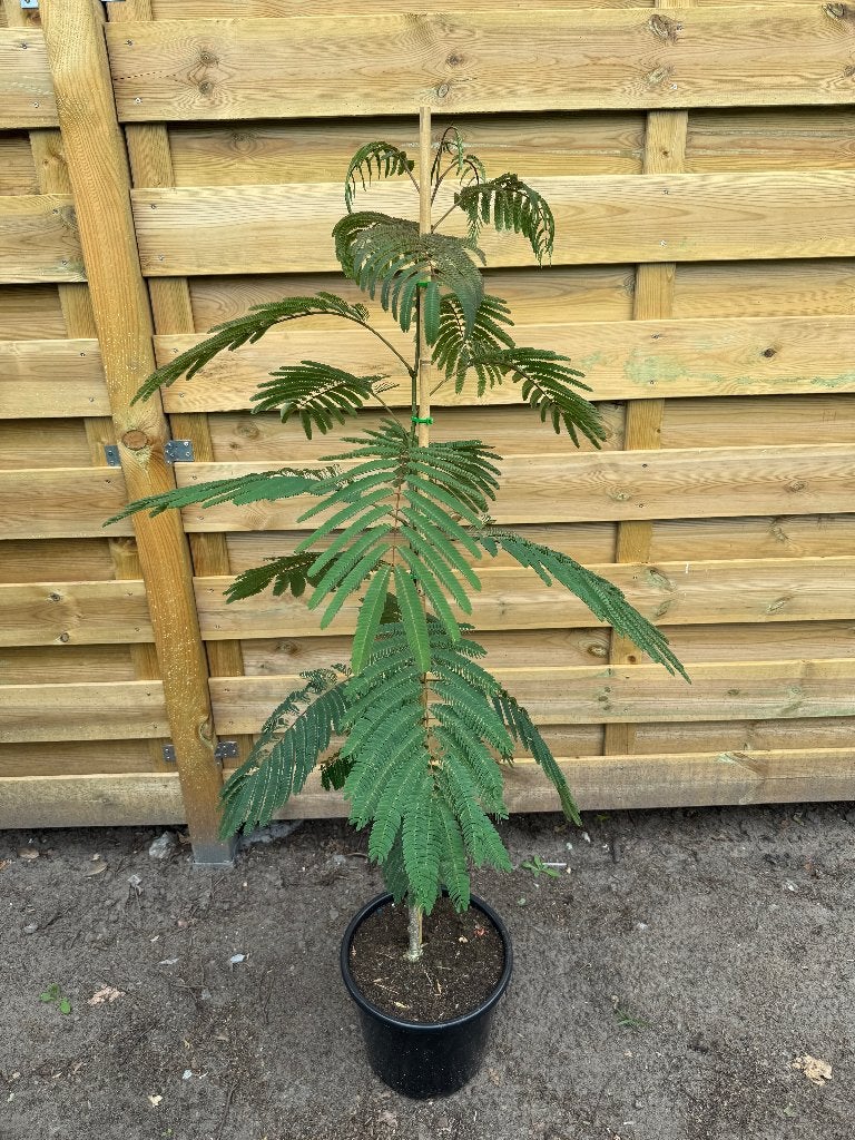 Albizia julibrissin (Perzische slaapboom), 100 tot 250 cm, Zomer, Ophalen, Volle zon