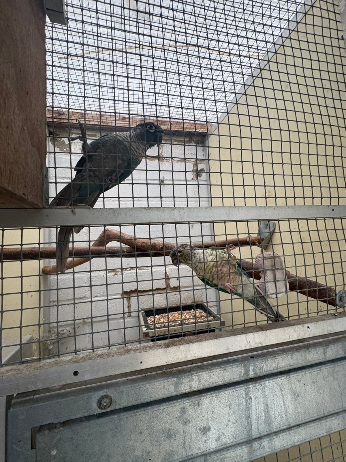 Bewezen koppels pyrrhura, Plusieurs animaux, Perroquet, Bagué