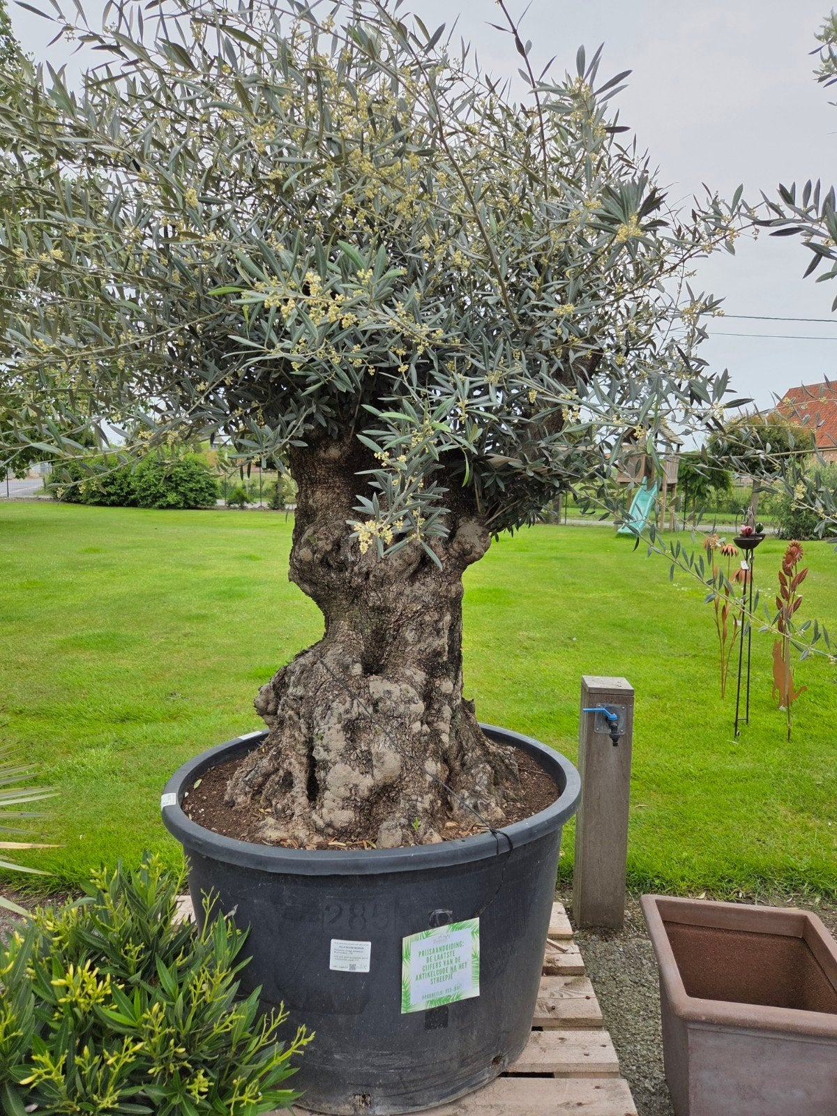 Olijfboom Olea Europaea Bonsai, Enlèvement, Olivier