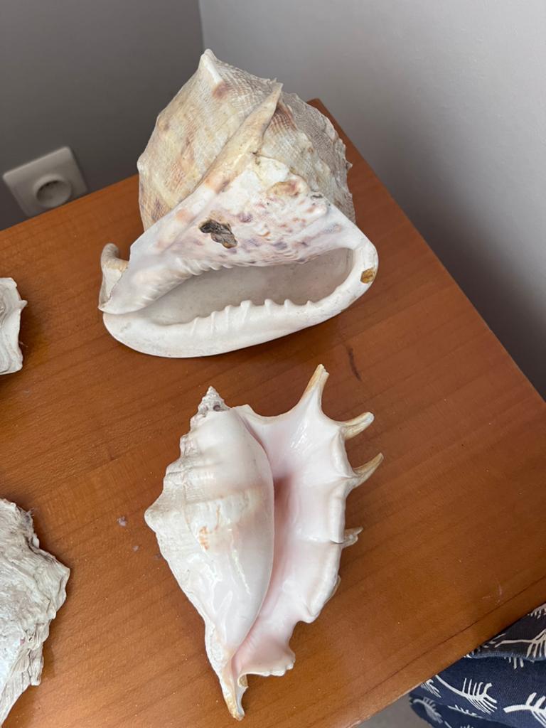 Grote schelpen, Verzamelen, Mineralen en Fossielen, Ophalen, Schelp(en)