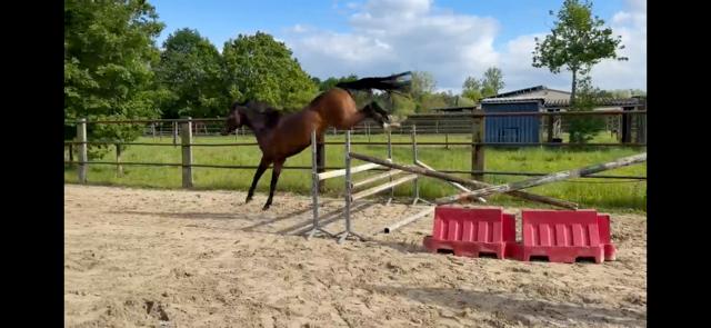 Te koop: beloftevolle 4-jarige ruin met sportpotentieel, Springpaard, Met stamboom, Ruin, 3 tot 6 jaar