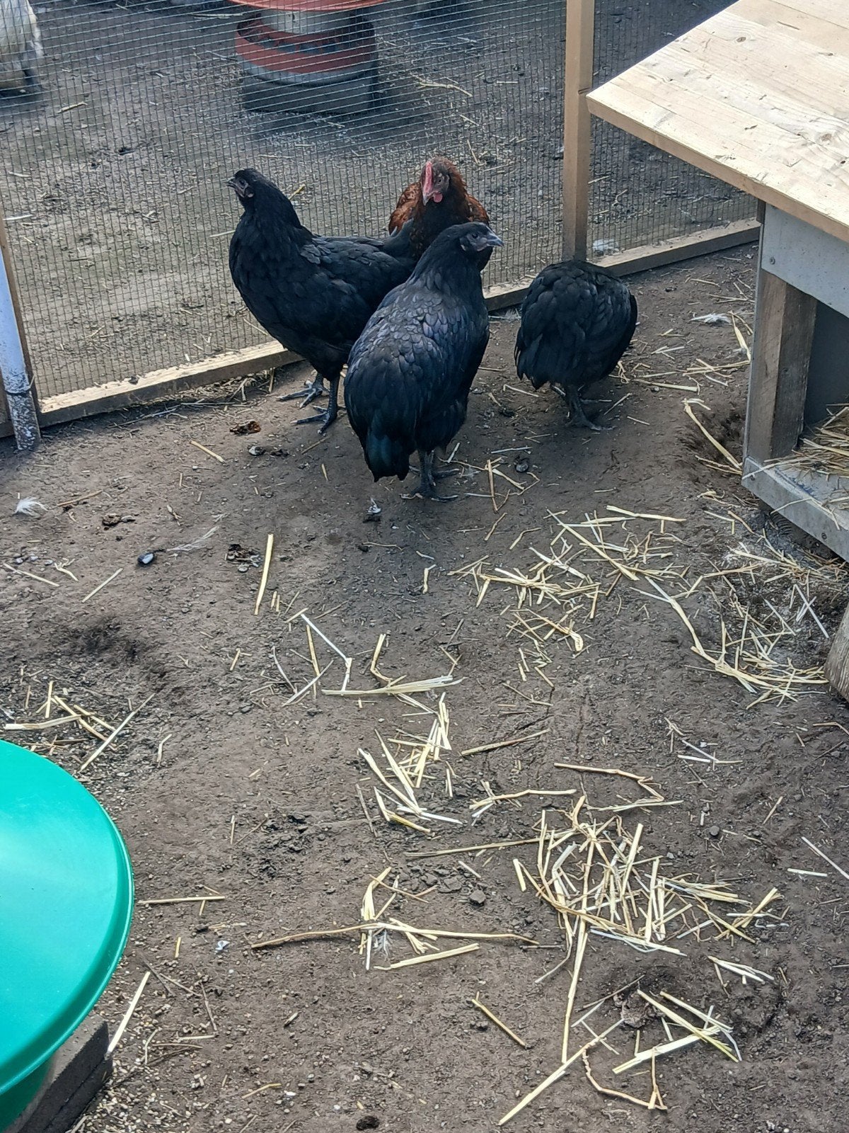 3 australorp hennen en 1 kruising haantje., Meerdere dieren, Kip