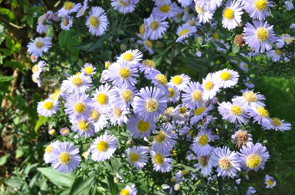 Aster (vivace), Tuin en Terras, Volle zon, Eenjarig, Herfst, Ophalen