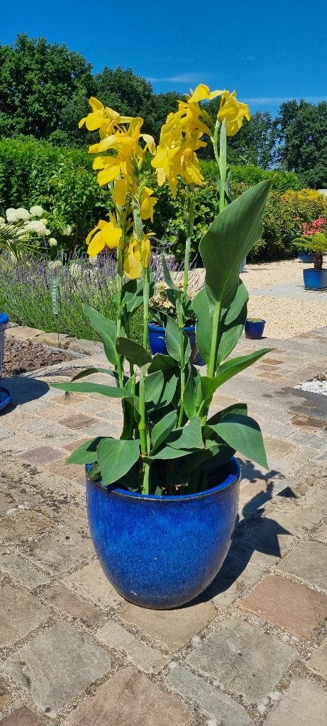 Canna geel, Ophalen