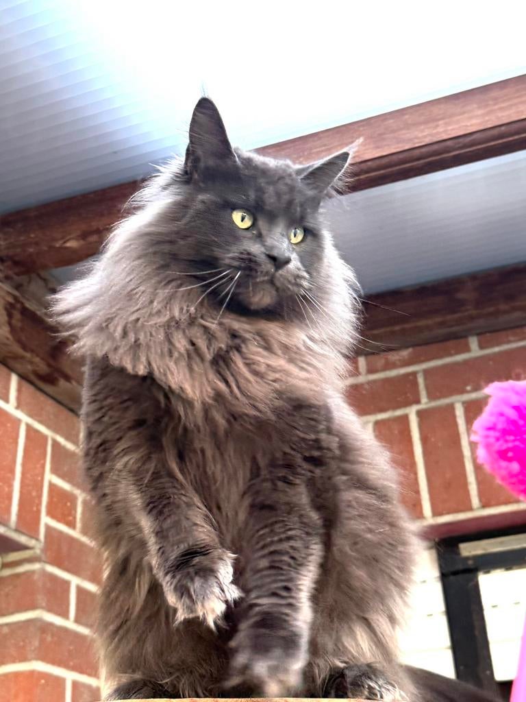 Blue Smoke poes met stamboom! Gereserveerd ❗️, Chatte ou Chat, Avec pedigree, 0 à 2 ans