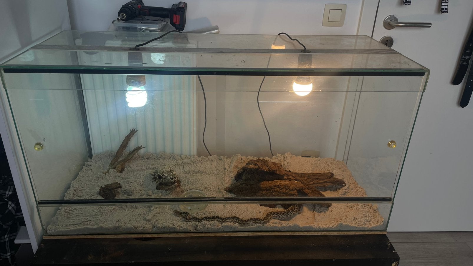 Terrarium + Stierslang, Dieren en Toebehoren, Ophalen, Gebruikt, Terrarium of Paludarium