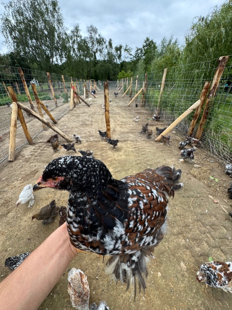 Gratis ras en kleurzuiver brahma hanen., Dieren en Toebehoren, Mannelijk, Kip