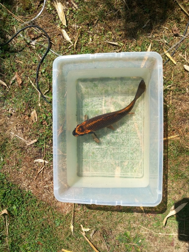 Ghost Koi