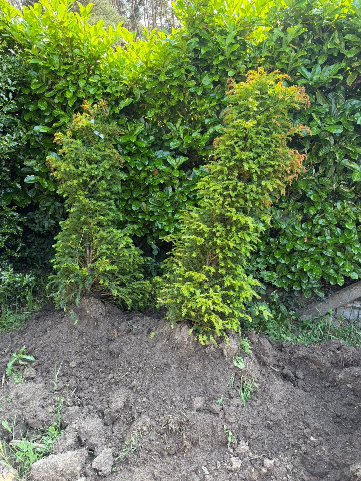2 x Taxus Baccata 125/150, Tuin en Terras, Planten | Struiken en Hagen, Ophalen, Taxus, Struik, 100 tot 250 cm