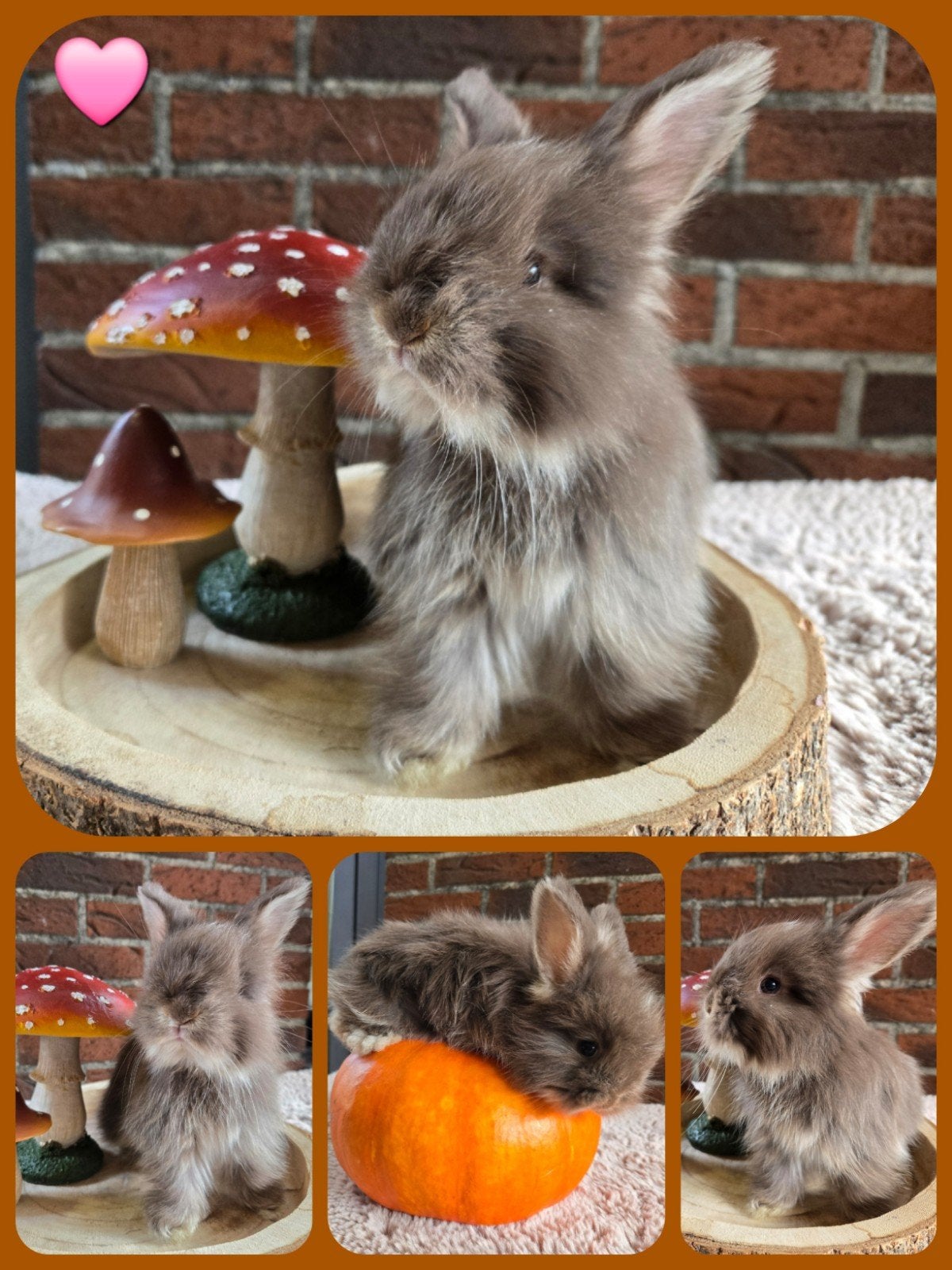 Engelse Angora, Dieren en Toebehoren