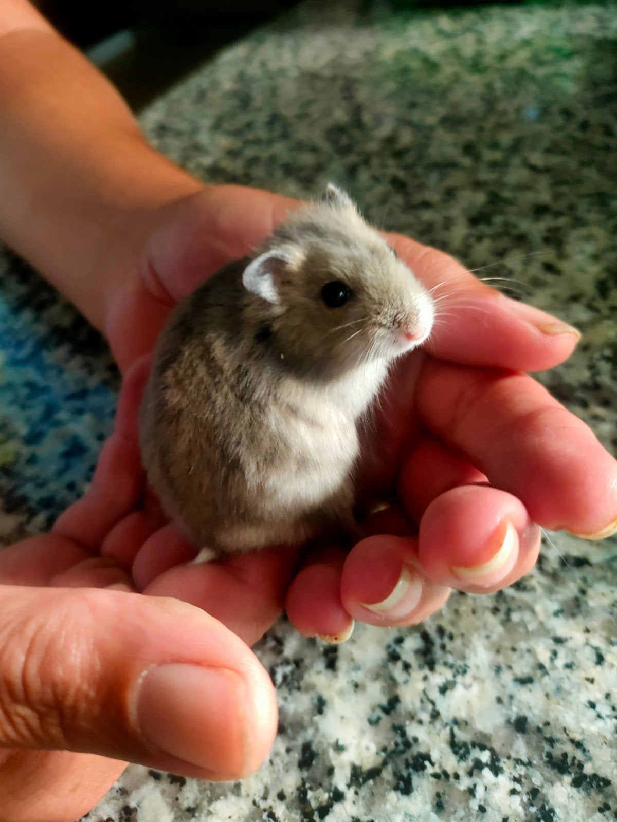 Russische dwerghamster met kooi, Animaux & Accessoires, Rongeurs, Hamster, Mâle, Domestique, Mai