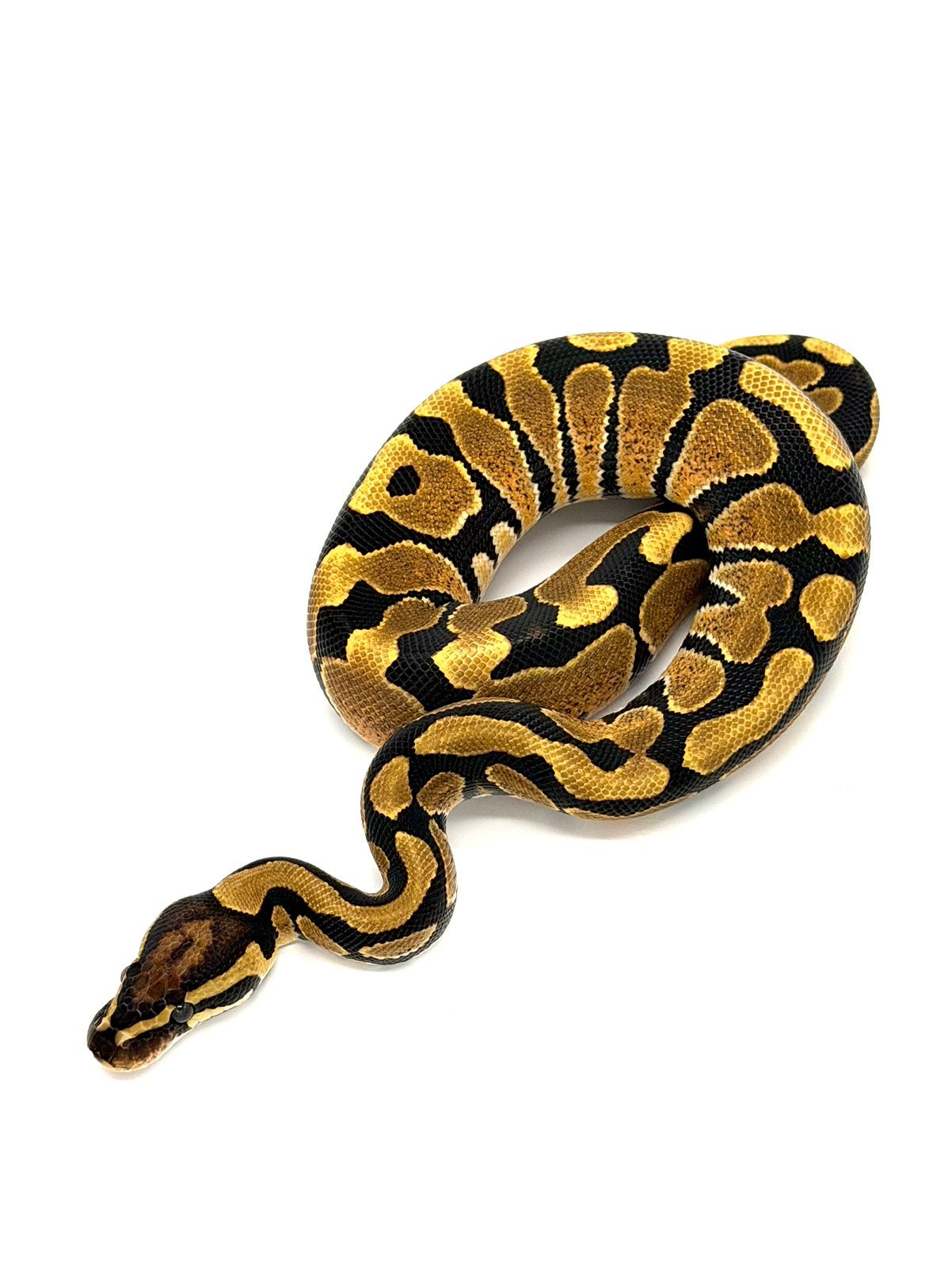 1.0 Het Hypo 66%het Puzzle Ball Python photo 2