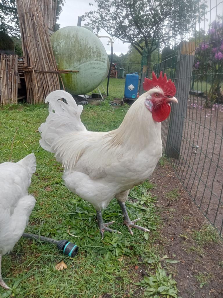 poule de bresse, Animaux & Accessoires, Volatiles