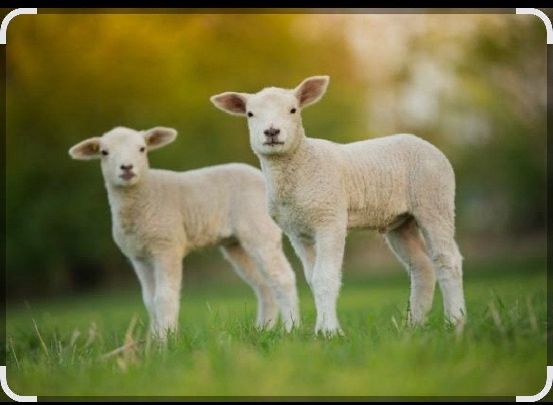 Ramlam gezocht, Dieren en Toebehoren