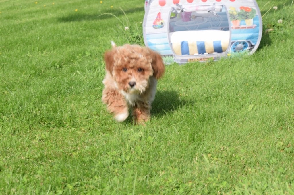 Maltipoo pups, 15 weken tot 1 jaar, Buitenland, Parvo, Meerdere