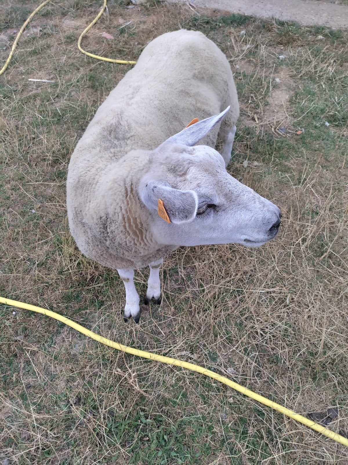 Mooie ooi te koop - schapen