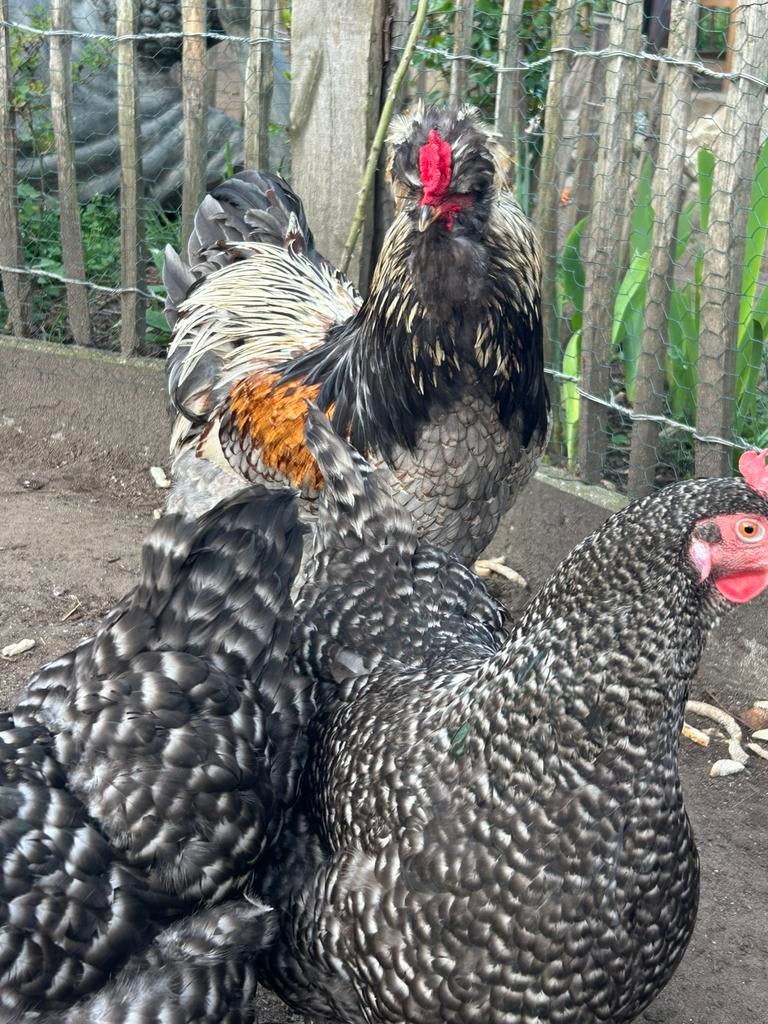 Broedeieren Park-Brahma X Mechelse Koekoek, Dieren en Toebehoren, Geslacht onbekend, Kip