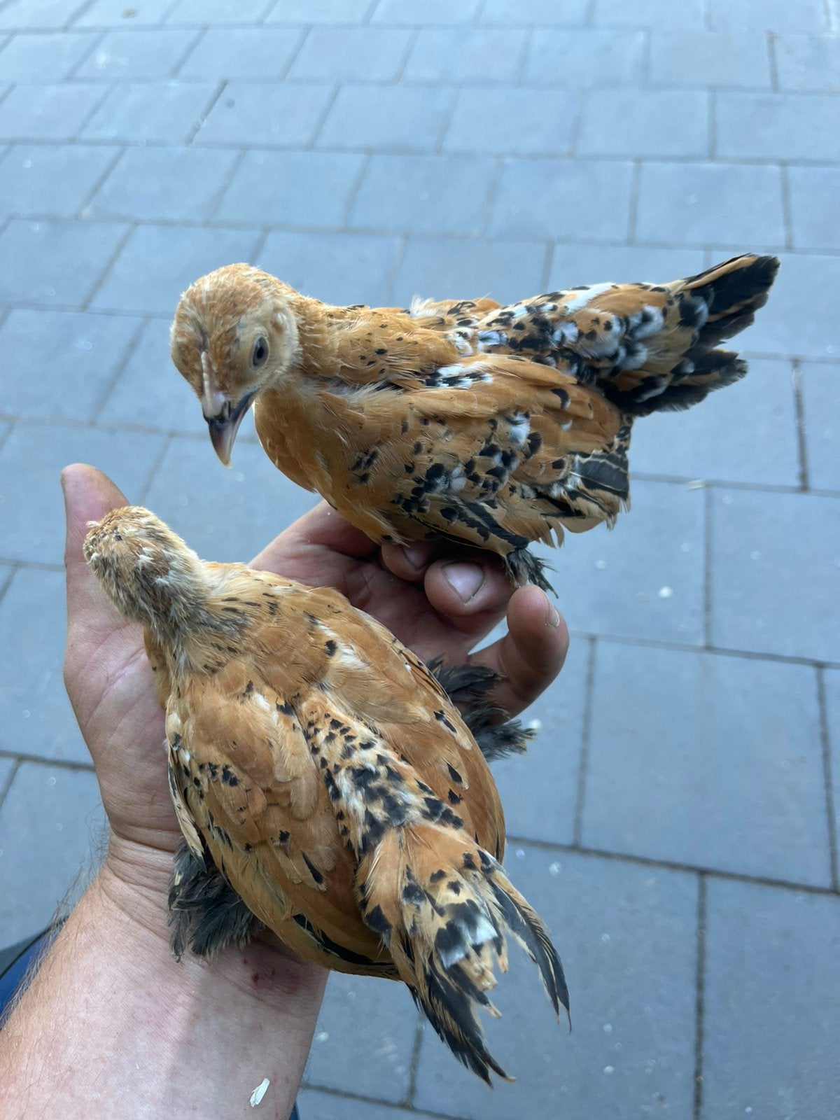 2 hennetjes sabelpootkriel, Dieren en Toebehoren, Pluimvee