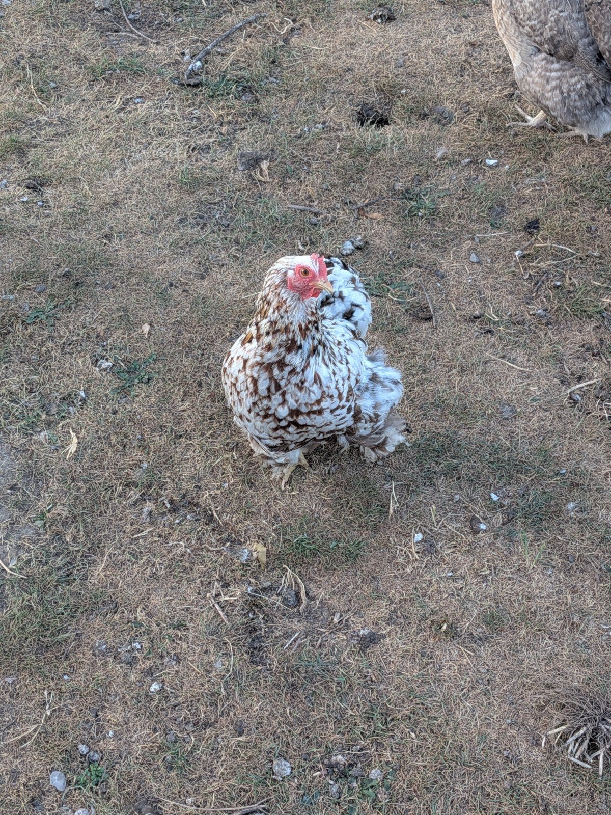 cochin kriel hennetjes, Dieren en Toebehoren