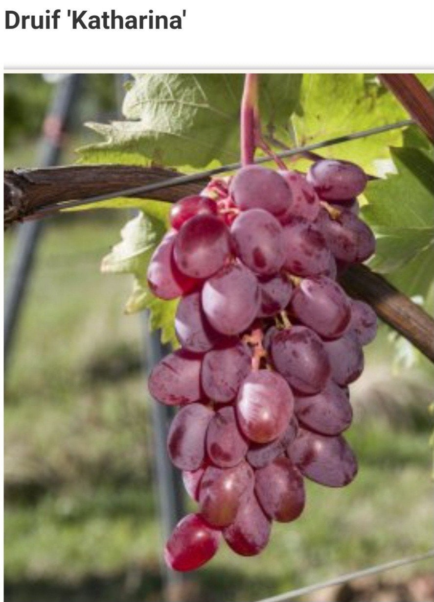 DRUIVELAARS, Blauwe, Rode en Witte, 12€/st, 2 stuks voor 20€, Volle zon, Vaste plant, Ophalen of Verzenden, Fruitplanten