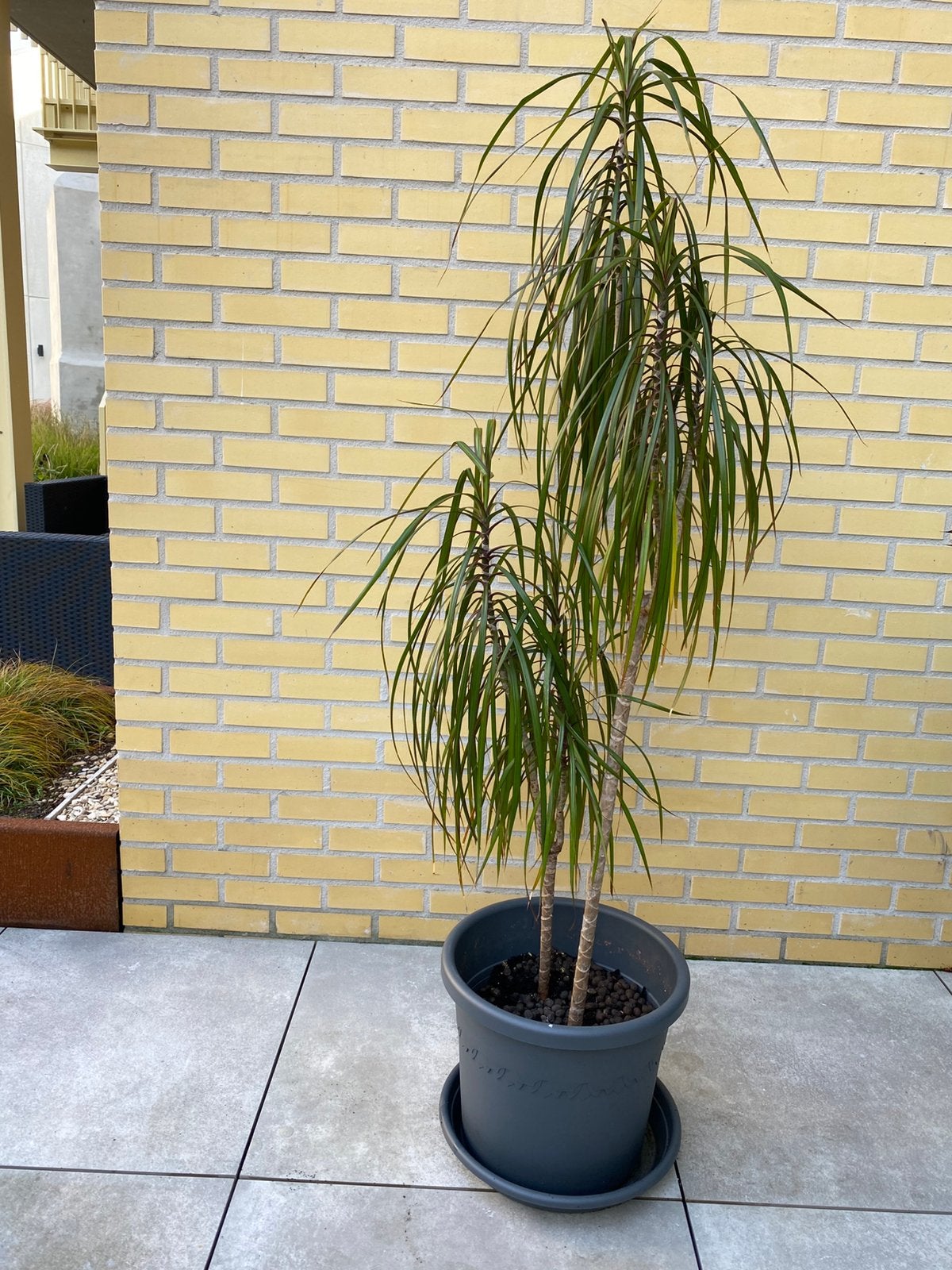 Dracaena marginata (drakenbloedboom) XL, Ophalen