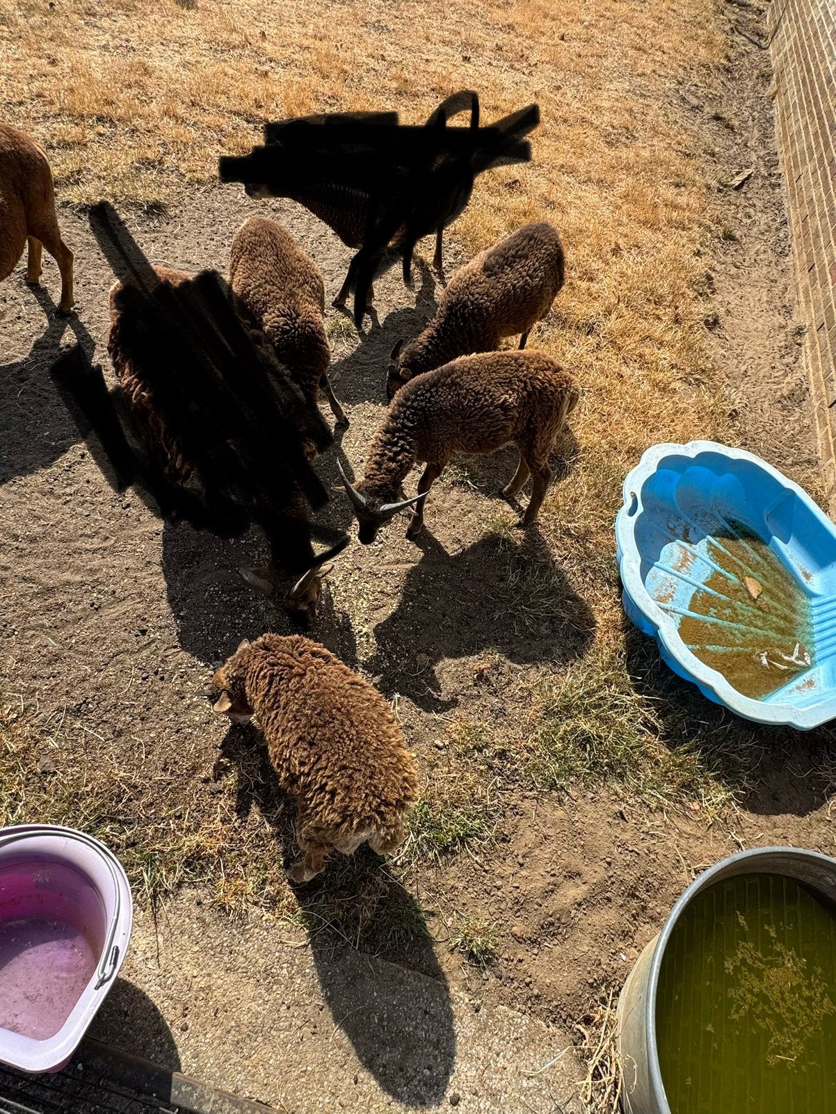 5 Soay lammetjes