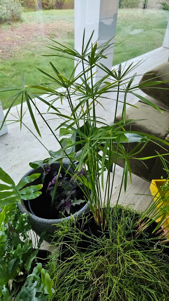 Papyrus, Jardin & Terrasse, Plantes | Jardin, Enlèvement