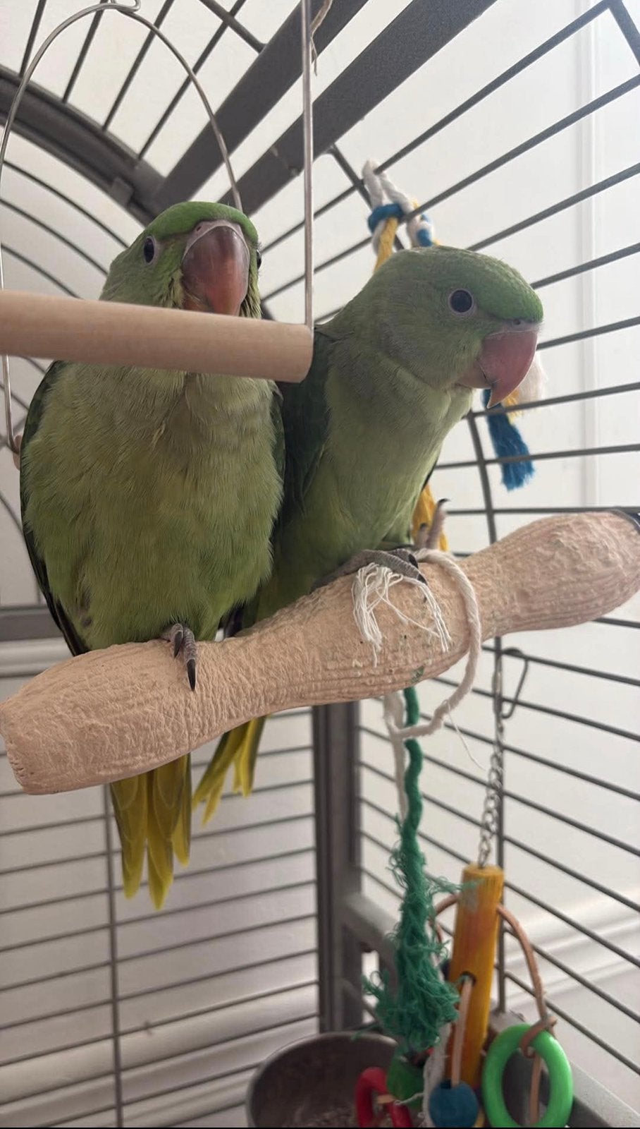 Perruches Alexandrine, Sexe inconnu, Perruche, Parleur