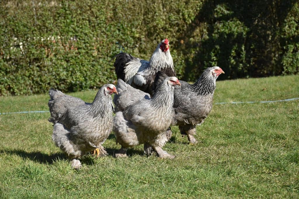 Trio de perdrix argentées Brahma, Animaux & Accessoires, Volatiles