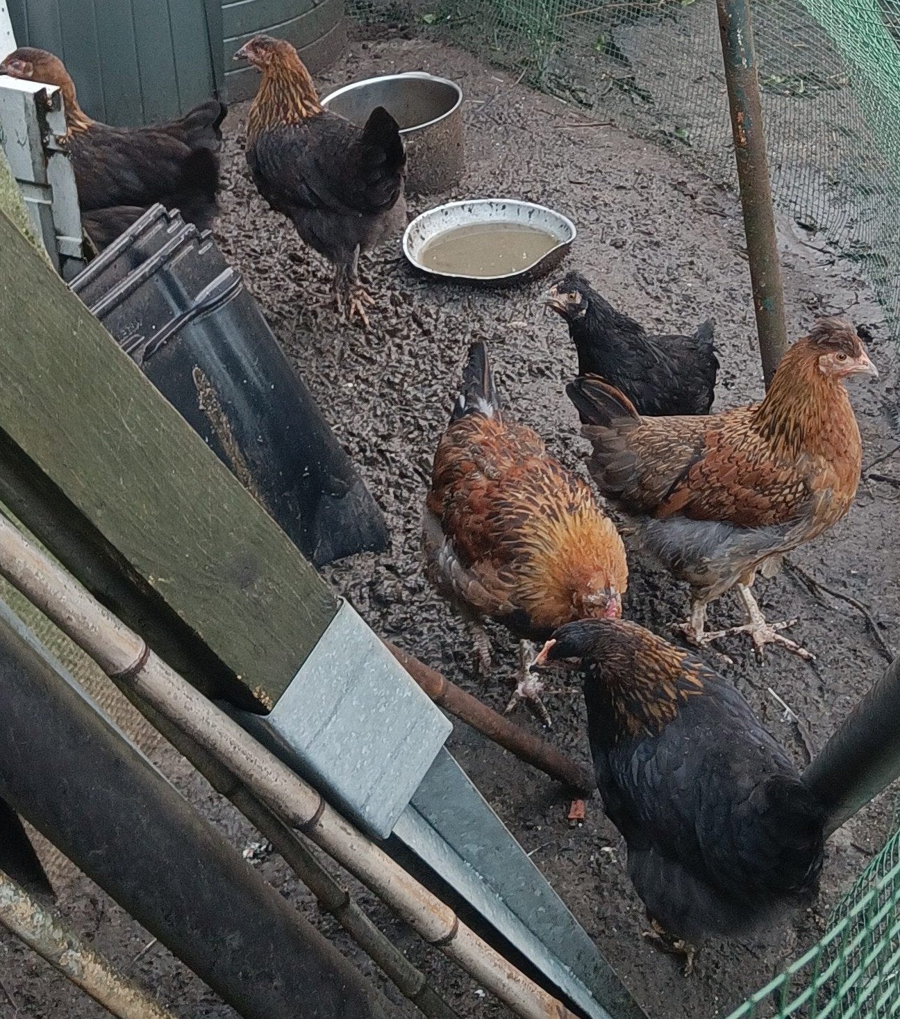 Jonge Marans hennen zwart koperhals, Femelle, Poule ou poulet